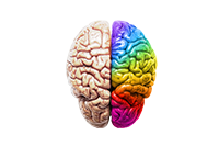 Brain Hemisphere Image
