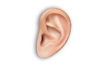 Dominant Ear Image